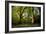 Sunlight in Spring Woodland-Rory Garforth-Framed Photographic Print