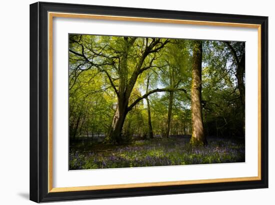 Sunlight in Spring Woodland-Rory Garforth-Framed Photographic Print