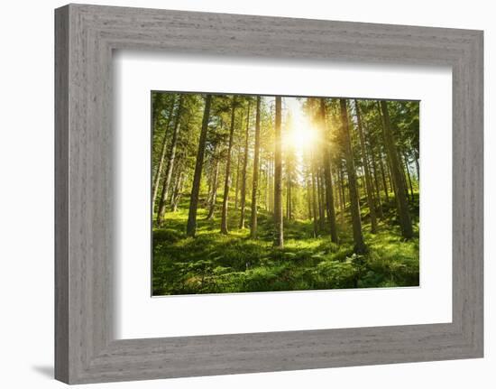 Sunlight in the Green Forest-null-Framed Art Print