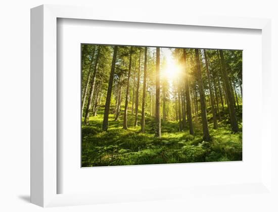 Sunlight in the Green Forest-null-Framed Art Print