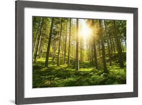 Sunlight in the Green Forest-null-Framed Art Print