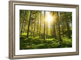 Sunlight in the Green Forest-null-Framed Art Print