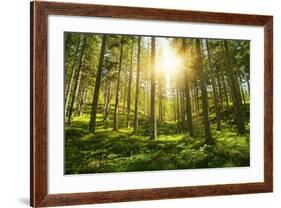 Sunlight in the Green Forest-null-Framed Art Print