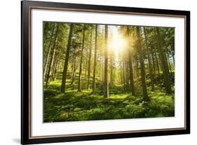 Sunlight in the Green Forest-null-Framed Art Print