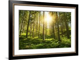 Sunlight in the Green Forest-null-Framed Art Print