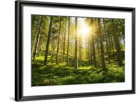 Sunlight in the Green Forest-null-Framed Art Print