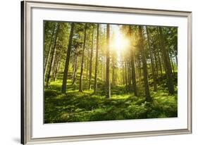 Sunlight in the Green Forest-null-Framed Art Print