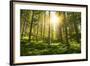 Sunlight in the Green Forest-null-Framed Art Print