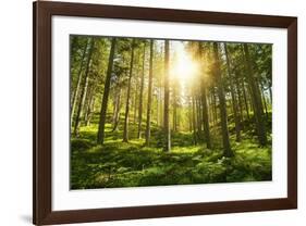Sunlight in the Green Forest-null-Framed Art Print