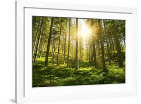 Sunlight in the Green Forest-null-Framed Art Print
