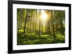 Sunlight in the Green Forest-null-Framed Art Print