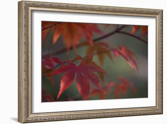 Sunlight Maple I-Rita Crane-Framed Photographic Print