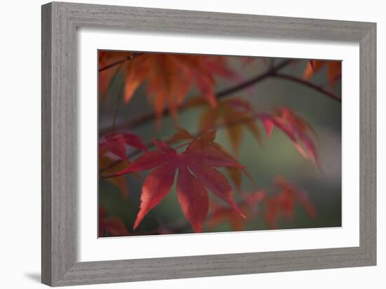 Sunlight Maple I-Rita Crane-Framed Photographic Print