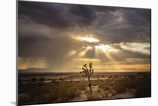 Sunlight on Desert Landscape in USA-Jody Miller-Mounted Photographic Print