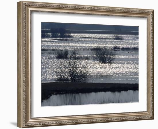 Sunlight on Flooded Wetlands in Spring, Biebrzanski National Park, Poland-Artur Tabor-Framed Photographic Print