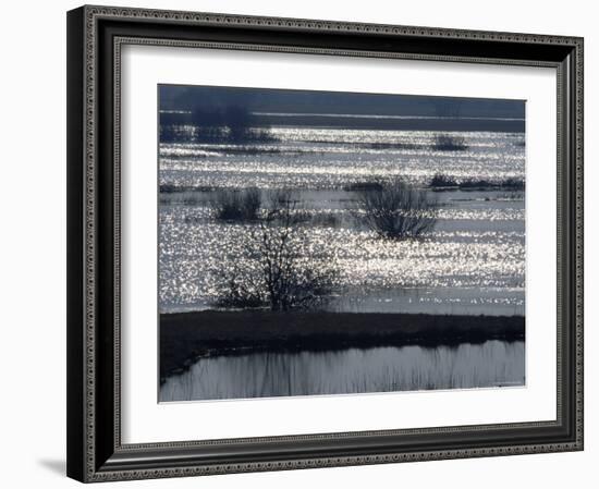 Sunlight on Flooded Wetlands in Spring, Biebrzanski National Park, Poland-Artur Tabor-Framed Photographic Print