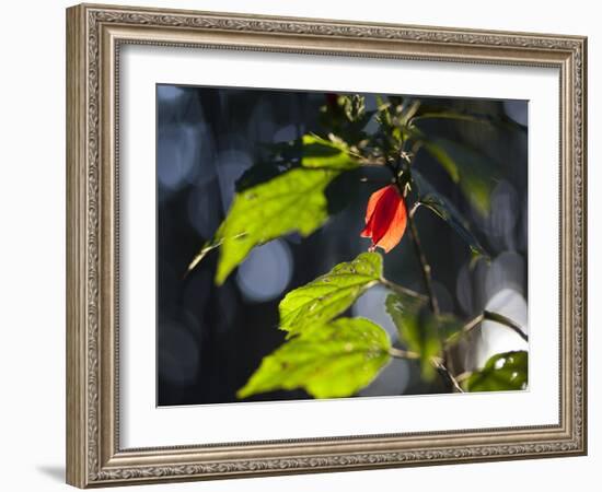 Sunlight on Malvaviscus Arboreus, a Hibiscus Plant-Alex Saberi-Framed Photographic Print