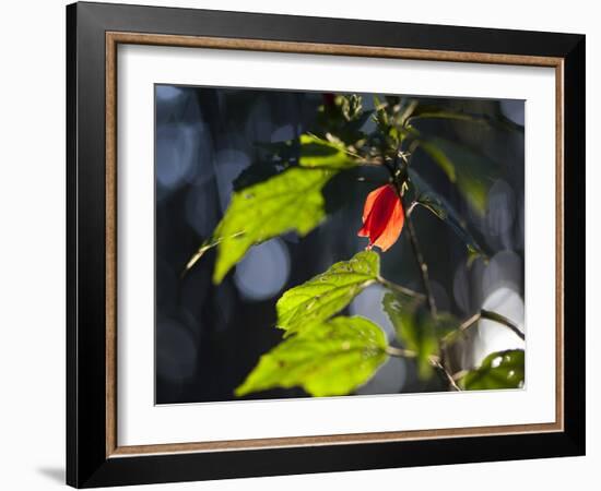 Sunlight on Malvaviscus Arboreus, a Hibiscus Plant-Alex Saberi-Framed Photographic Print