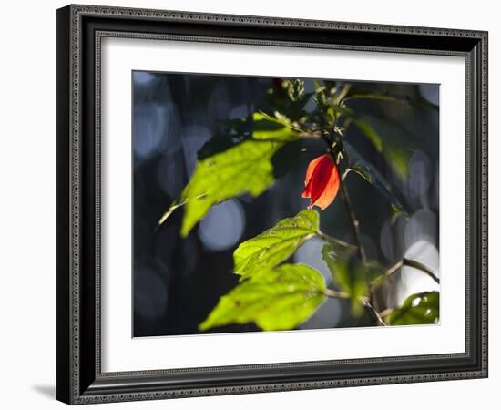 Sunlight on Malvaviscus Arboreus, a Hibiscus Plant-Alex Saberi-Framed Photographic Print