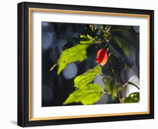 Sunlight on Malvaviscus Arboreus, a Hibiscus Plant-Alex Saberi-Framed Photographic Print