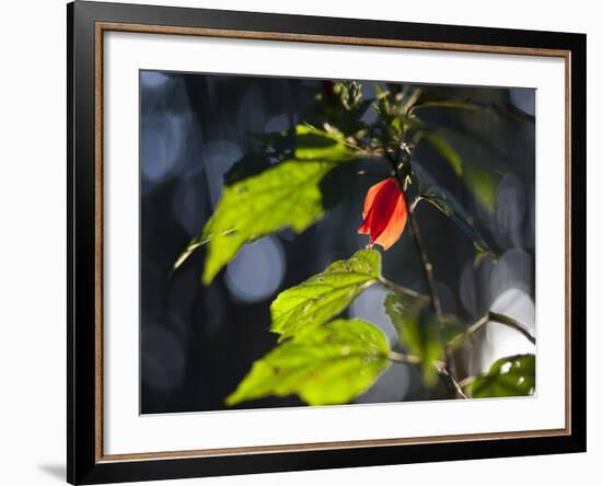 Sunlight on Malvaviscus Arboreus, a Hibiscus Plant-Alex Saberi-Framed Photographic Print