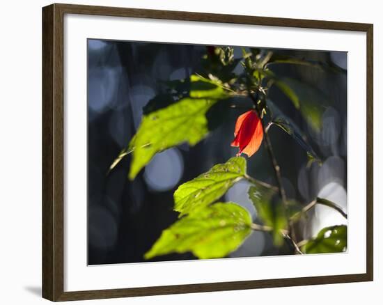 Sunlight on Malvaviscus Arboreus, a Hibiscus Plant-Alex Saberi-Framed Photographic Print