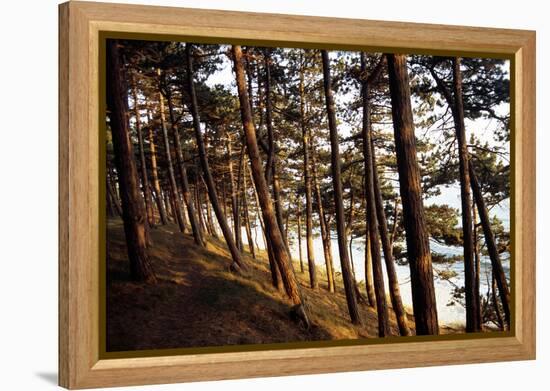 Sunlight on Pine Trees at Bornholm, Cliffs - Denmark-Annet van der Voort Bildarchiv-Monheim-Framed Premier Image Canvas