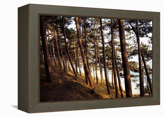 Sunlight on Pine Trees at Bornholm, Cliffs - Denmark-Annet van der Voort Bildarchiv-Monheim-Framed Premier Image Canvas