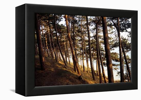 Sunlight on Pine Trees at Bornholm, Cliffs - Denmark-Annet van der Voort Bildarchiv-Monheim-Framed Premier Image Canvas