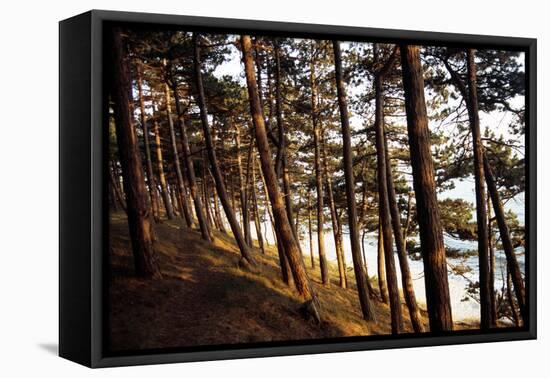 Sunlight on Pine Trees at Bornholm, Cliffs - Denmark-Annet van der Voort Bildarchiv-Monheim-Framed Premier Image Canvas