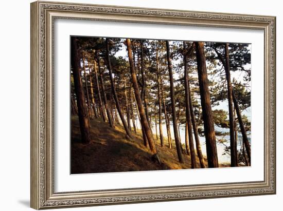 Sunlight on Pine Trees at Bornholm, Cliffs - Denmark-Annet van der Voort Bildarchiv-Monheim-Framed Photographic Print