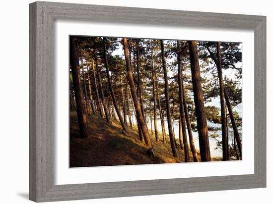 Sunlight on Pine Trees at Bornholm, Cliffs - Denmark-Annet van der Voort Bildarchiv-Monheim-Framed Photographic Print