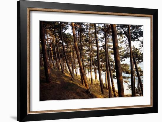 Sunlight on Pine Trees at Bornholm, Cliffs - Denmark-Annet van der Voort Bildarchiv-Monheim-Framed Photographic Print