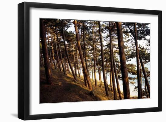 Sunlight on Pine Trees at Bornholm, Cliffs - Denmark-Annet van der Voort Bildarchiv-Monheim-Framed Photographic Print