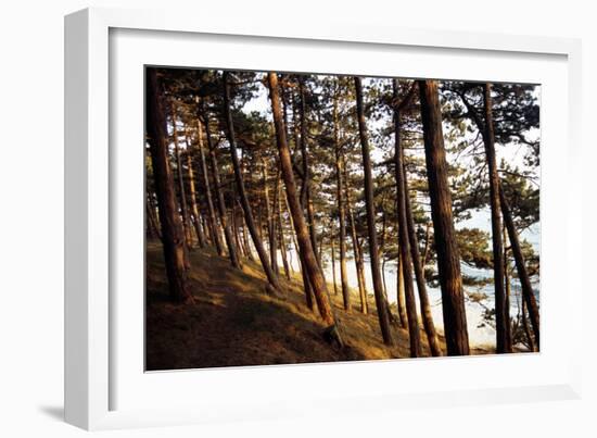 Sunlight on Pine Trees at Bornholm, Cliffs - Denmark-Annet van der Voort Bildarchiv-Monheim-Framed Photographic Print