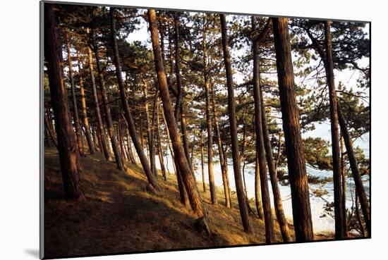 Sunlight on Pine Trees at Bornholm, Cliffs - Denmark-Annet van der Voort Bildarchiv-Monheim-Mounted Photographic Print