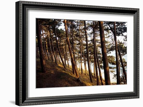 Sunlight on Pine Trees at Bornholm, Cliffs - Denmark-Annet van der Voort Bildarchiv-Monheim-Framed Photographic Print