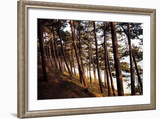 Sunlight on Pine Trees at Bornholm, Cliffs - Denmark-Annet van der Voort Bildarchiv-Monheim-Framed Photographic Print