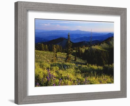 Sunlight over Field and Flowers, Portneuf Mountains, Bear River Range, Cache National Forest, Idaho-Scott T^ Smith-Framed Photographic Print