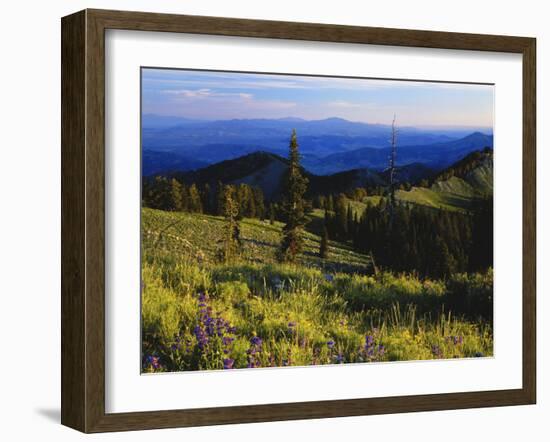 Sunlight over Field and Flowers, Portneuf Mountains, Bear River Range, Cache National Forest, Idaho-Scott T^ Smith-Framed Photographic Print
