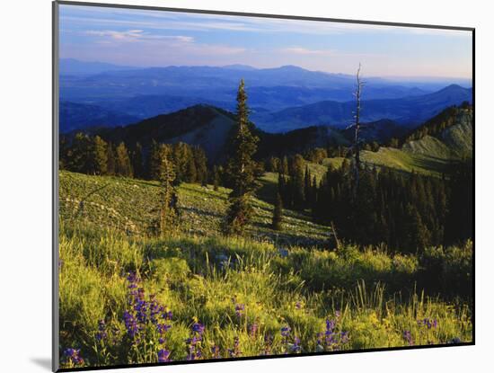 Sunlight over Field and Flowers, Portneuf Mountains, Bear River Range, Cache National Forest, Idaho-Scott T^ Smith-Mounted Photographic Print