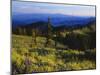 Sunlight over Field and Flowers, Portneuf Mountains, Bear River Range, Cache National Forest, Idaho-Scott T^ Smith-Mounted Photographic Print