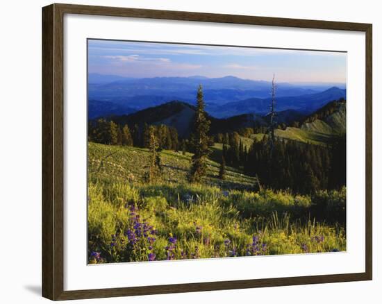 Sunlight over Field and Flowers, Portneuf Mountains, Bear River Range, Cache National Forest, Idaho-Scott T^ Smith-Framed Photographic Print