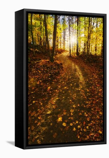 Sunlight Path in A Fall Forest-SHS Photography-Framed Premier Image Canvas