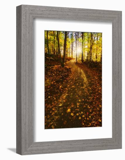 Sunlight Path in A Fall Forest-SHS Photography-Framed Photographic Print