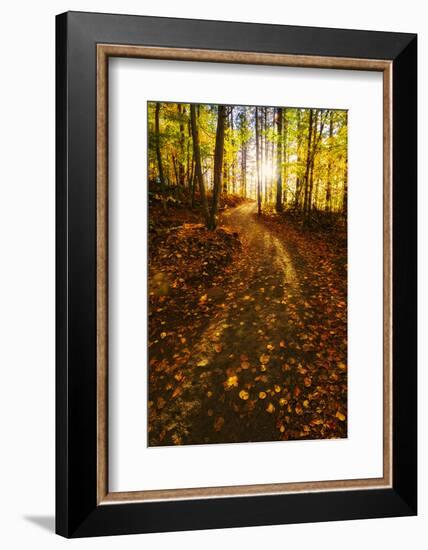 Sunlight Path in A Fall Forest-SHS Photography-Framed Photographic Print