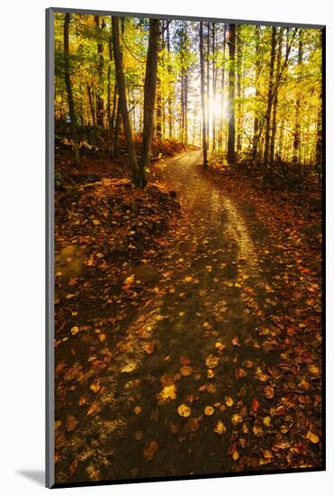 Sunlight Path in A Fall Forest-SHS Photography-Mounted Photographic Print