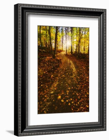 Sunlight Path in A Fall Forest-SHS Photography-Framed Photographic Print