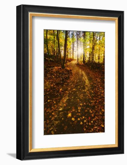 Sunlight Path in A Fall Forest-SHS Photography-Framed Photographic Print