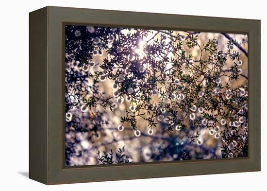 Sunlight Peeking Through Leaves and Flowers-null-Framed Stretched Canvas